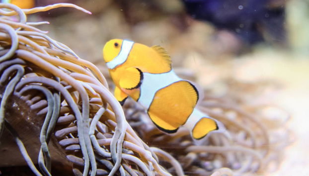 Valencia Day Trip + Oceanographic & Hemispheric Ticket - Foto 4