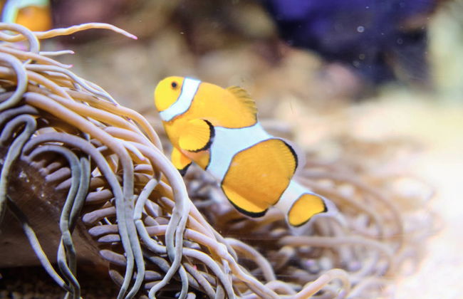 Escursione a Valencia + Oceanogràfic ed Hemisfèric - Foto 4