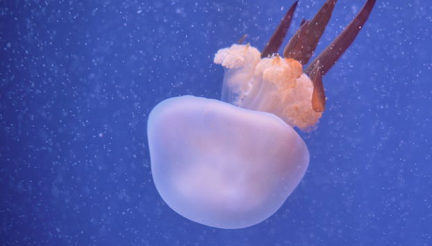 Valencia Oceanogràfic and Hemisfèric Day Trip - Foto 5