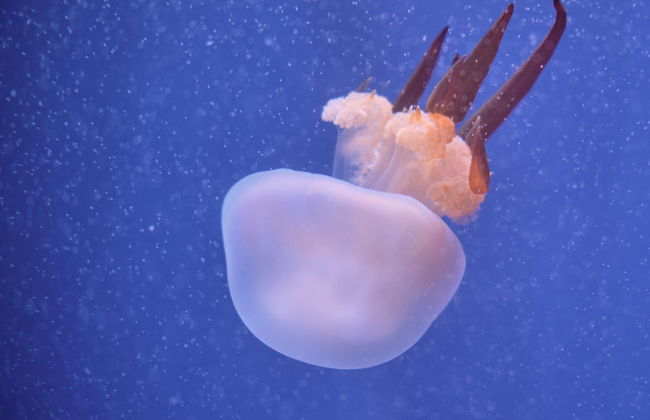 Excursão a Valência + Oceanogràfic e Hemisfèric - Foto 4