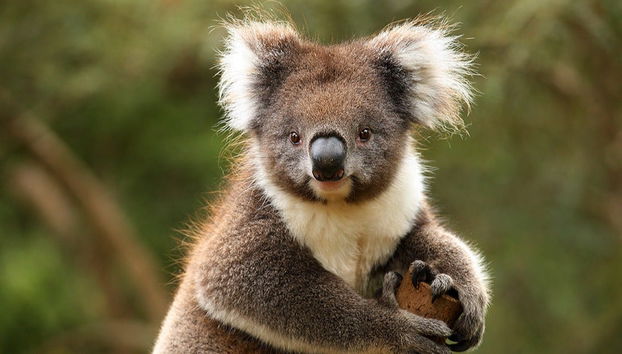 Melbourne Unlimited Attractions Pass - Photo 2