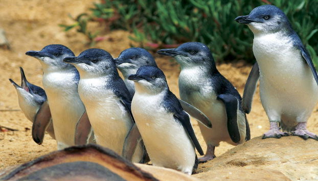 Melbourne Flexi Attractions Pass - Foto 4