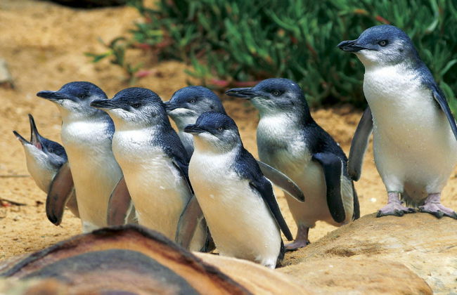 Melbourne Flexi Attractions Pass - Foto 4