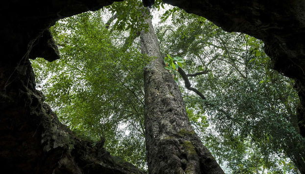 Esperienza privata di Cave Tubing nella grotta Pindul + Cascate Sri Gethuk - Foto 3