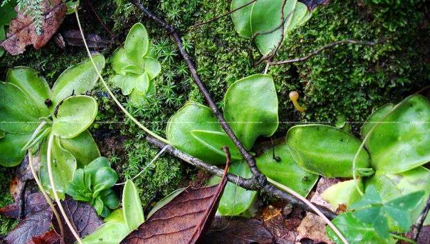 Trekking e meditazione nel Parco Nazionale El Chico - Foto 4