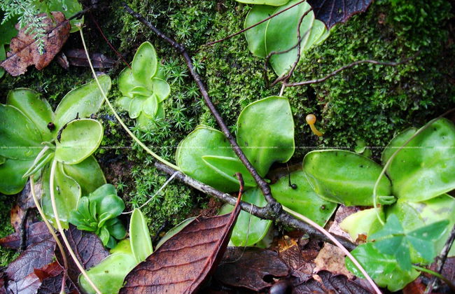 Trekking e meditazione nel Parco Nazionale El Chico - Foto 4