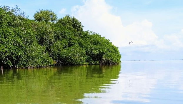 Tour en kayak por la laguna de Términos - Foto 3