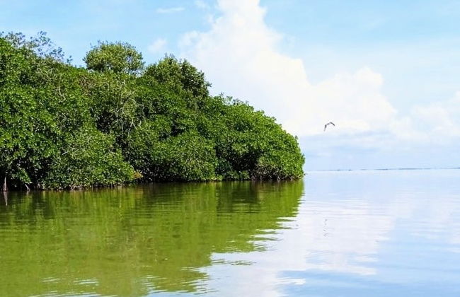 Tour en kayak por la laguna de Términos - Foto 7