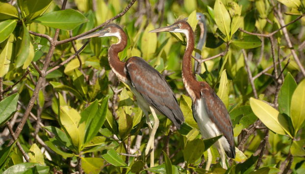 Chacahua Lagoon Day Trip - Photo 5