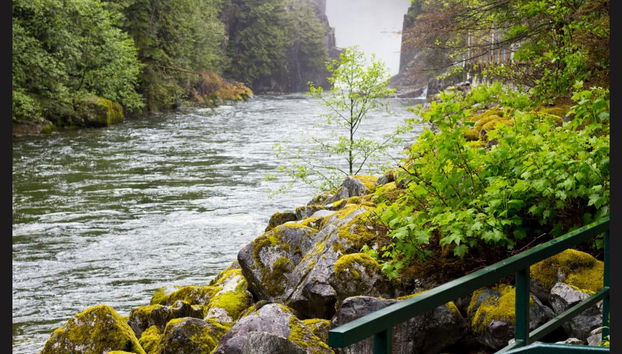 Grouse Mountain Day Trip - Photo 5