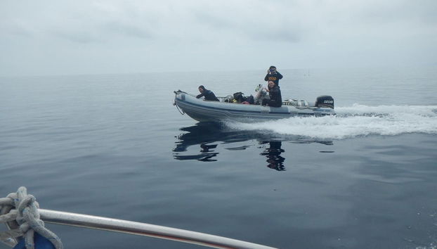 Osservazione di delfini e balene - Foto 3