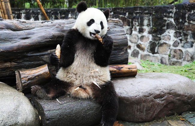 Dujiangyan Panda Base Volunteer Private Experience - Photo 1