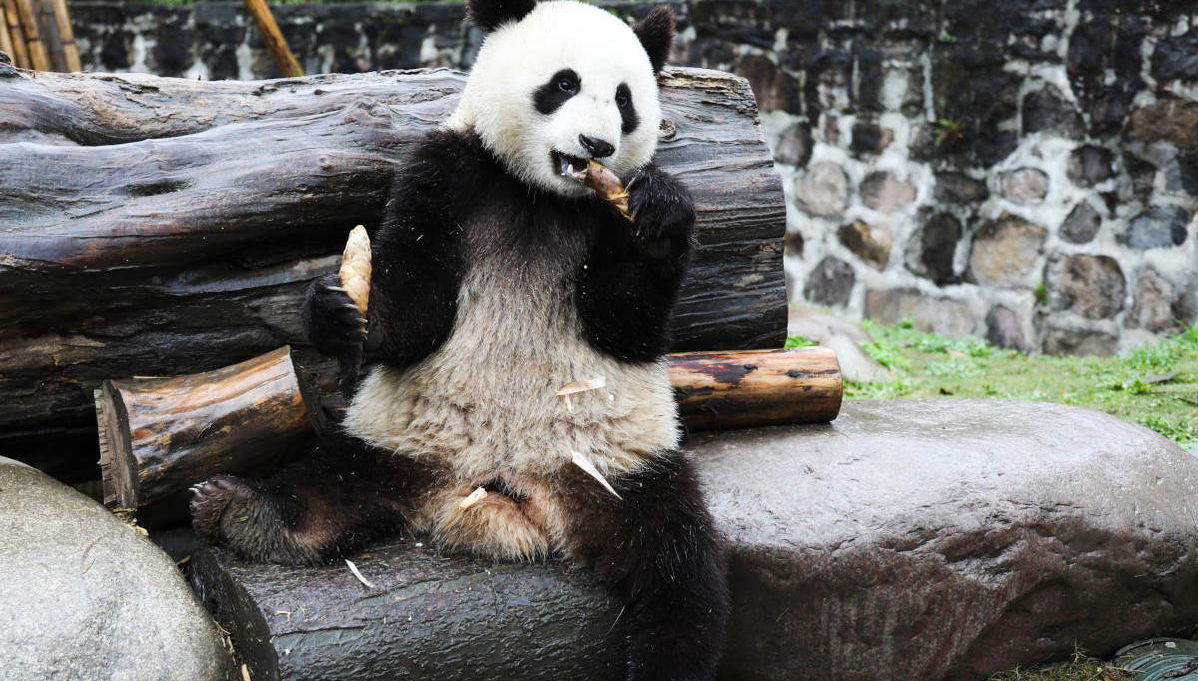 Dujiangyan Panda Base Volunteer Private Experience - Photo 1