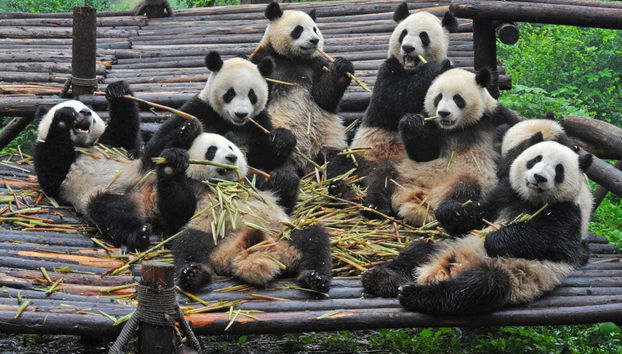 Dujiangyan Panda Base Volunteer Private Experience - Photo 2