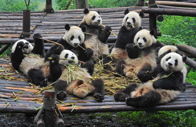 Dujiangyan Panda Base Volunteer Private Experience - Photo 2