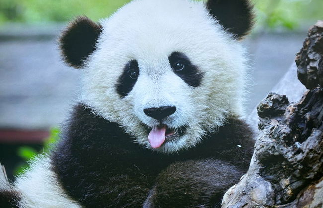 Dujiangyan Panda Base Volunteer Private Experience - Photo 2