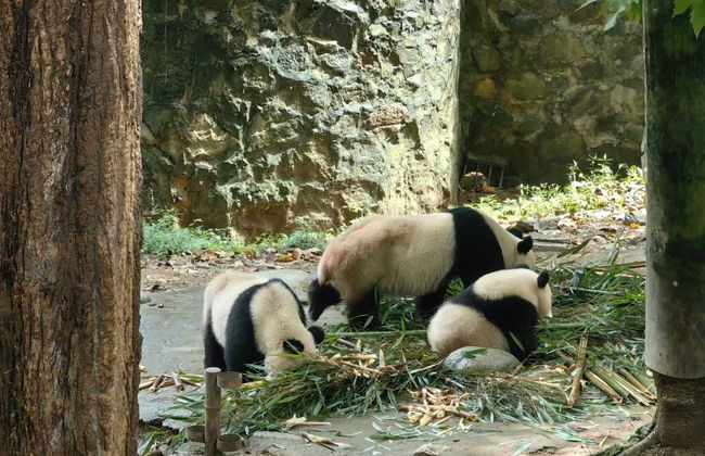 Dujiangyan Panda Base Volunteer Private Experience - Photo 4