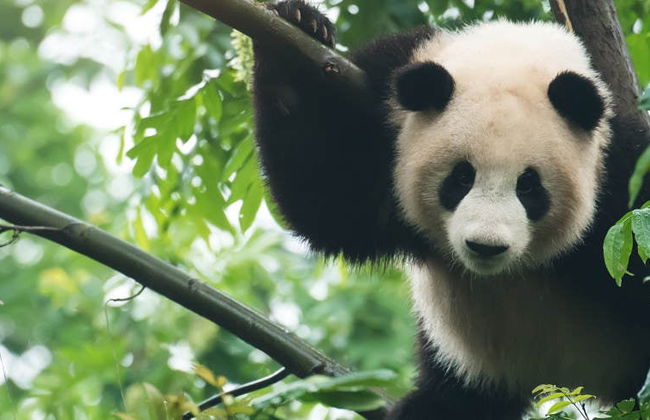 Dujiangyan Panda Base Volunteer Private Experience - Photo 5