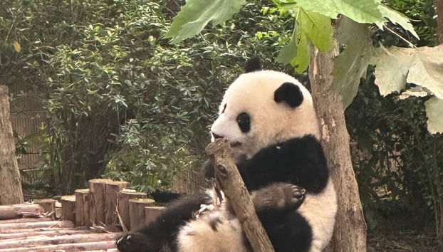 Dujiangyan Panda Base Volunteer Private Experience - Photo 4