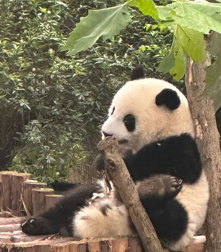 Foto de Experiencia privada de voluntariado en la reserva de pandas de Dujiangyan