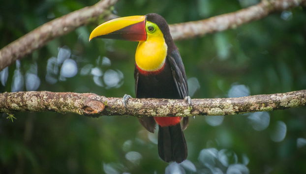 Tour de aventura en el bosque lluvioso - Foto 2