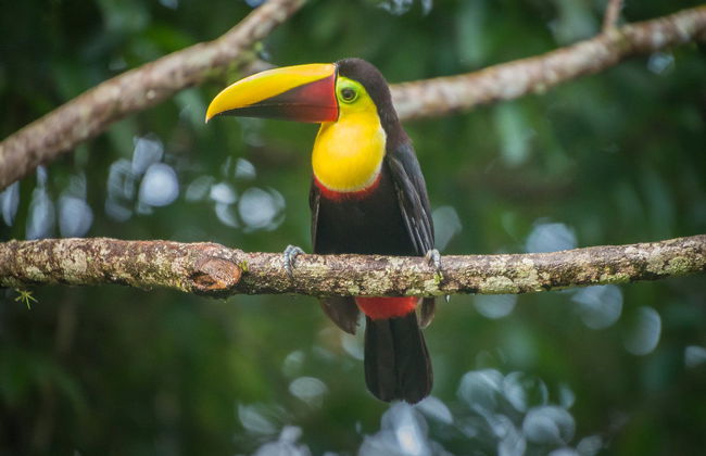 Tour de aventura en el bosque lluvioso - Foto 2