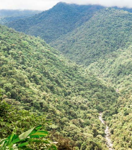 Foto de Tour de aventura en el bosque lluvioso
