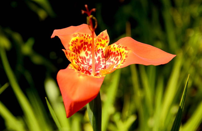 Visite en jeep dans la Serra da Bocaina - Photo 3