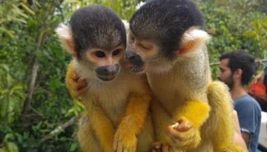 Veremos una gran diversidad de monos