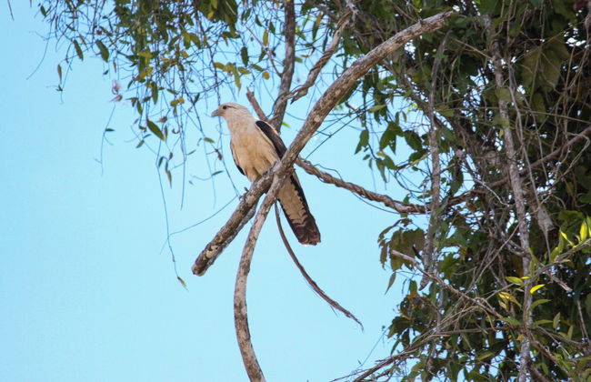 Trekking nella foresta amazzonica - Foto 7