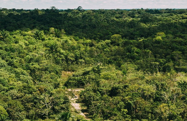 Randonnée dans la forêt amazonienne - Photo 7
