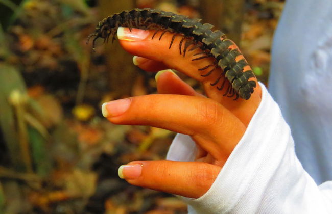Randonnée dans la forêt amazonienne - Photo 3
