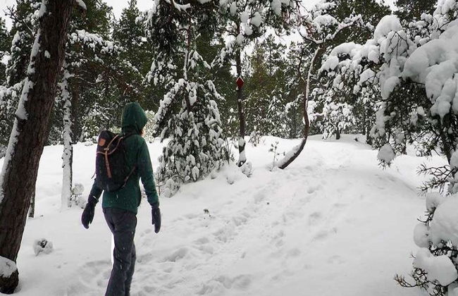 Visit the Liesjärvi National Park - Small Group Tour - Photo 6