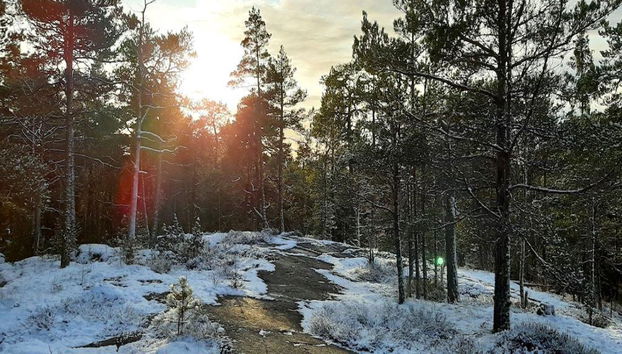 Visita al Parco Nazionale di Liesjärvi - Tour per piccoli gruppi - Foto 2