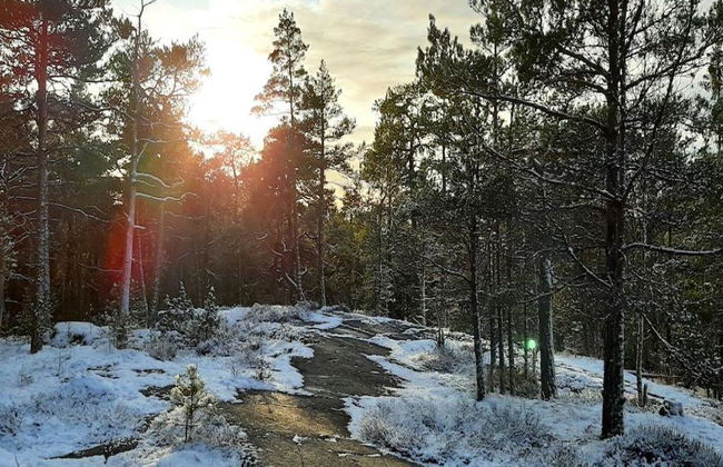 Visit the Liesjärvi National Park - Small Group Tour - Photo 2