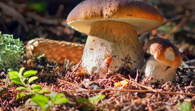 Mushroom Picking Quad Tour - Foto 5
