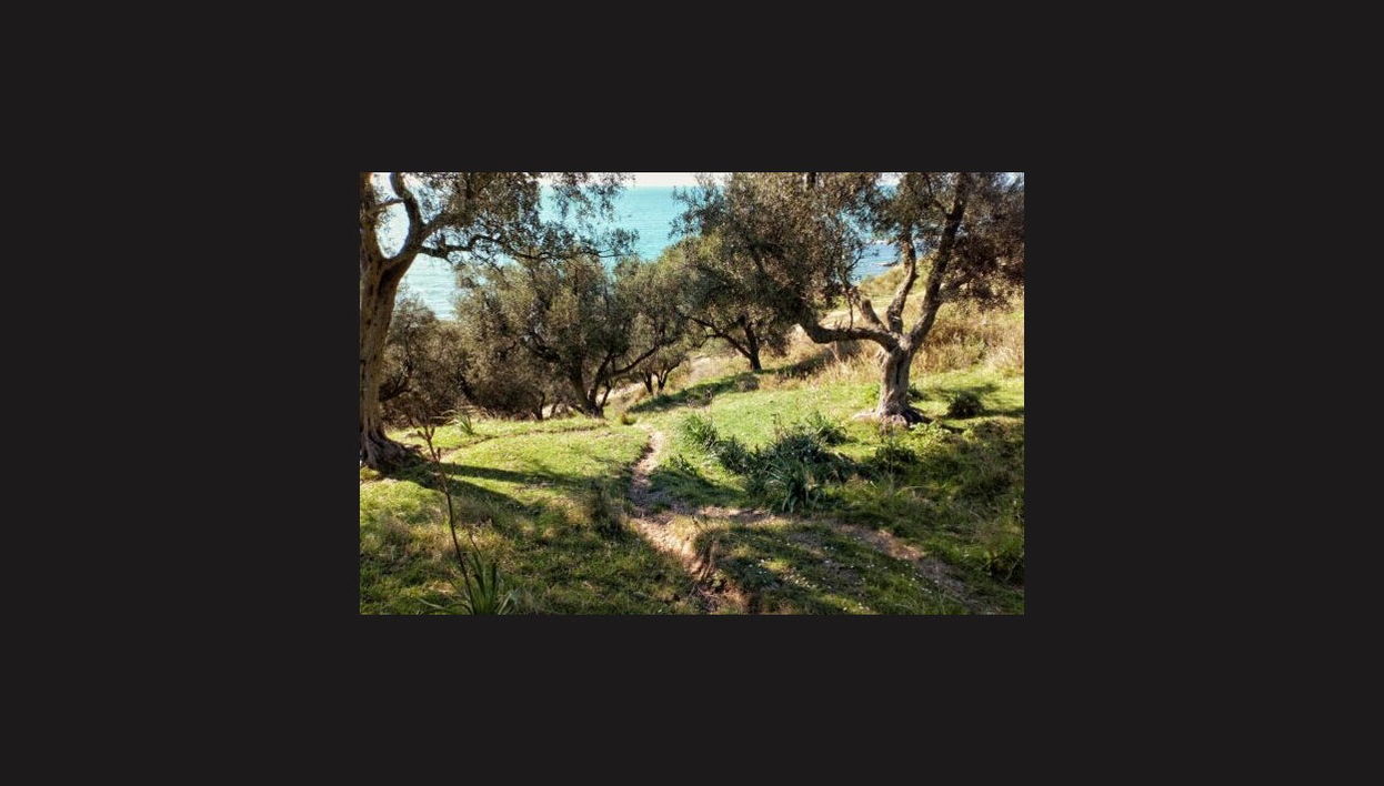 Visita di una cantina del Lago di Garda + Degustazione di vino e olio - Foto 1