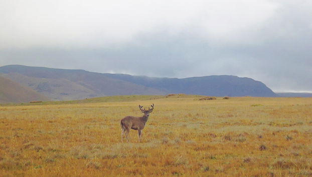 Un cerf dans le parc national d'Antisana