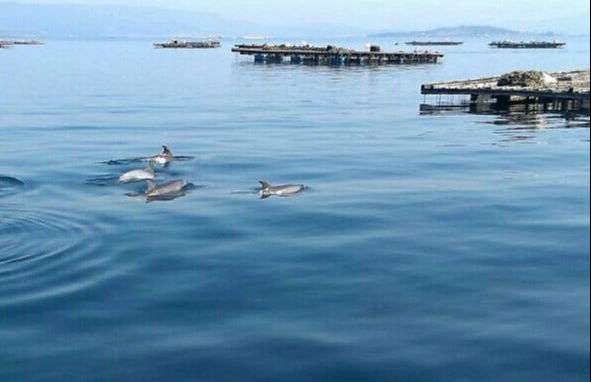 Paseo en barco por la ría + Degustación de mejillones - Foto 4