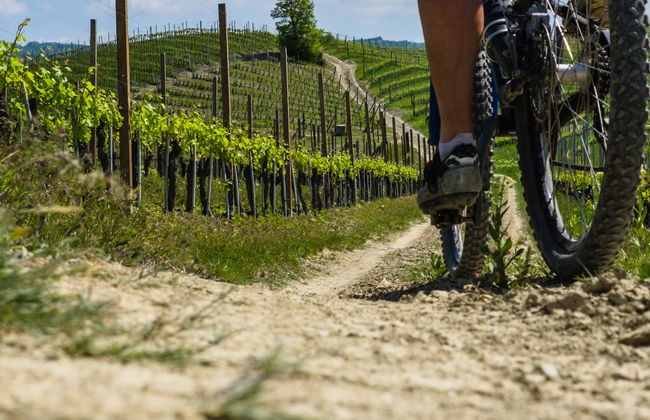 Lazise Vineyards E-Bike Tour and Wine Tasting - Photo 7