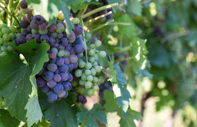Tour dei vigneti di Lazise in bici elettrica + Degustazione di vino - Foto 1