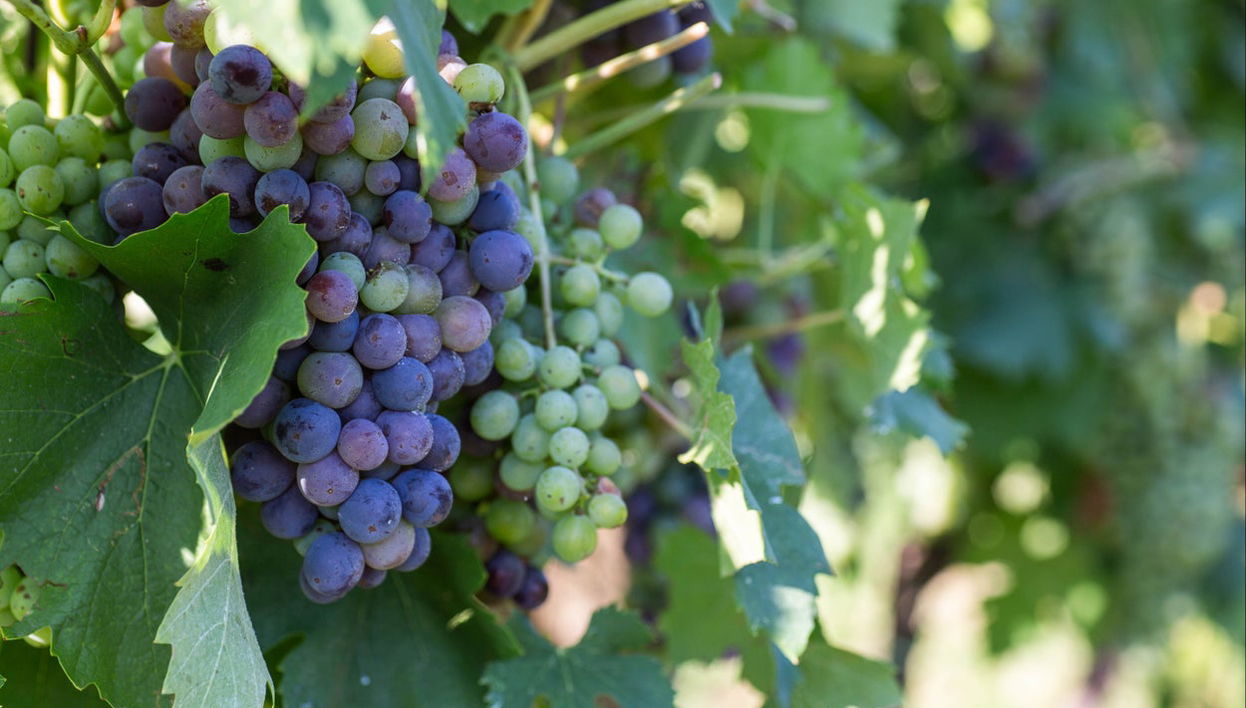 Tour dei vigneti di Lazise in bici elettrica + Degustazione di vino - Foto 1