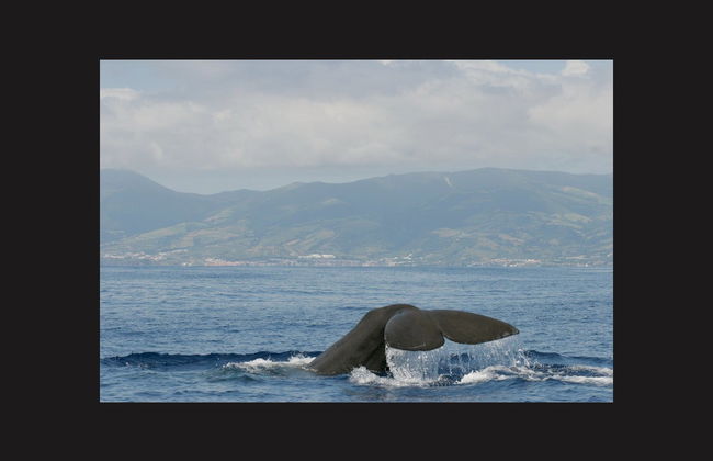 Observation de cétacés sur l'île de Faial - Photo 1