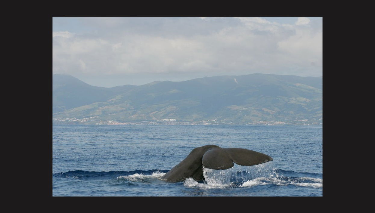 Observation de cétacés sur l'île de Faial - Photo 1