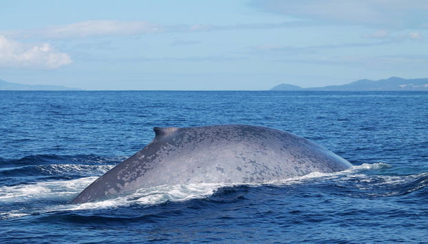 Observation de cétacés sur l'île de Faial - Photo 5