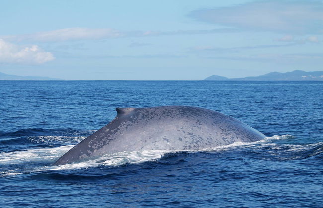 Observation de cétacés sur l'île de Faial - Photo 5