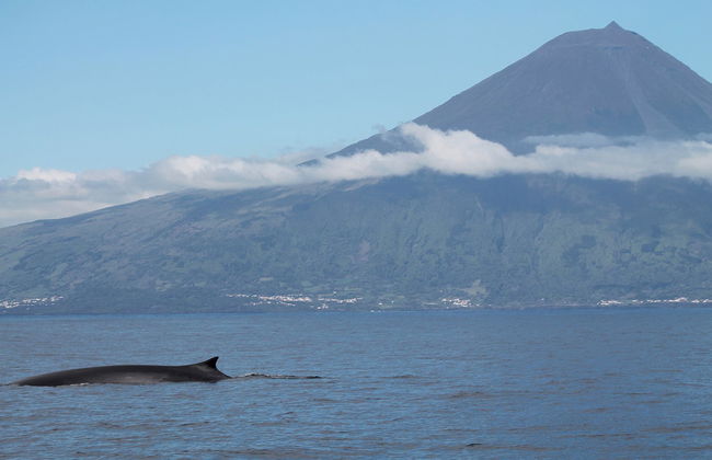 Observation de cétacés sur l'île de Faial - Photo 6