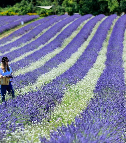 Foto de Entrada a un campo de lavanda