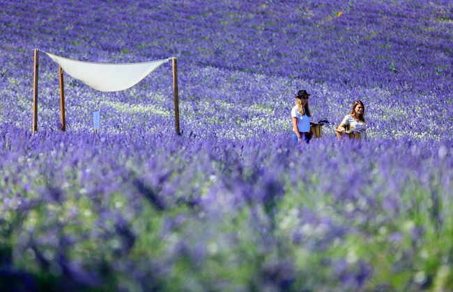 Billet pour un champ de lavande - Photo 4