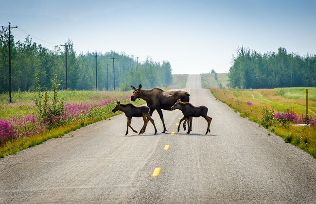 Excursión a Salcha, Delta Junction y Summit Lake - Foto 1